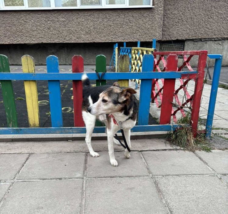 Добродушен Mладеж Tърси Дом