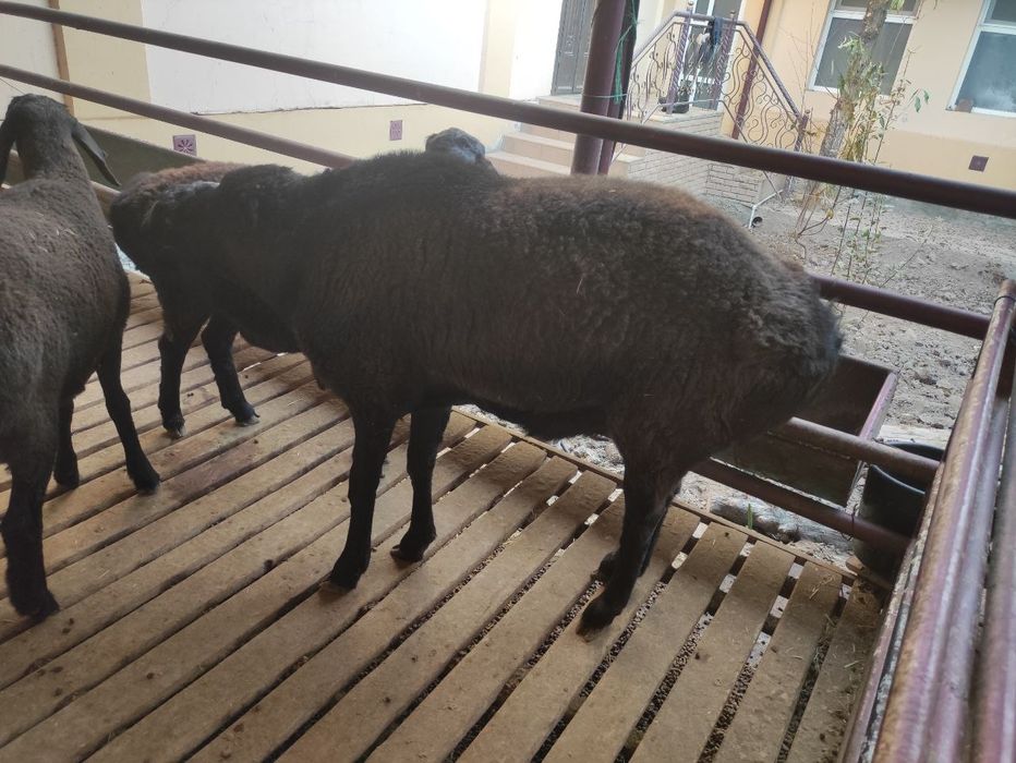 Qoʻchqor sogʻlom zottor