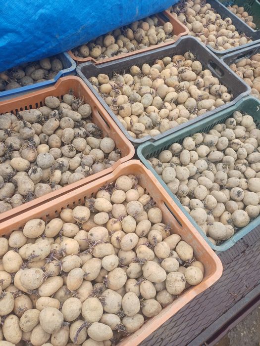 Cartofi de sământă Arizona si Reviera