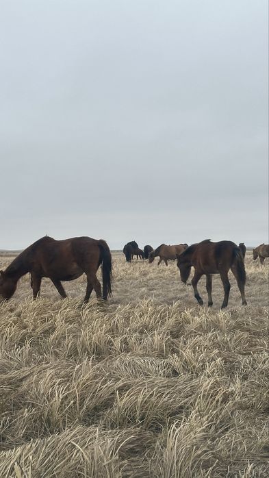 Продам бие с жеребенком