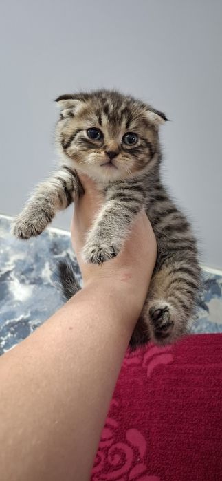 Шотландские вислоушки котята