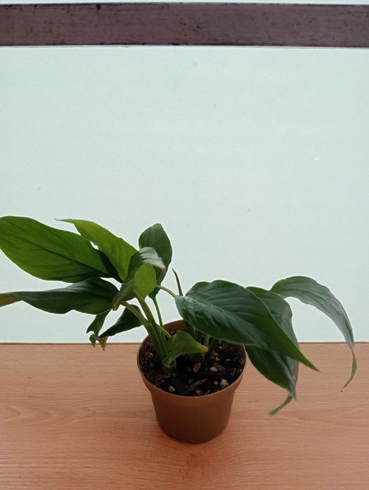 Комнатные цветы  от 1000 тенге.