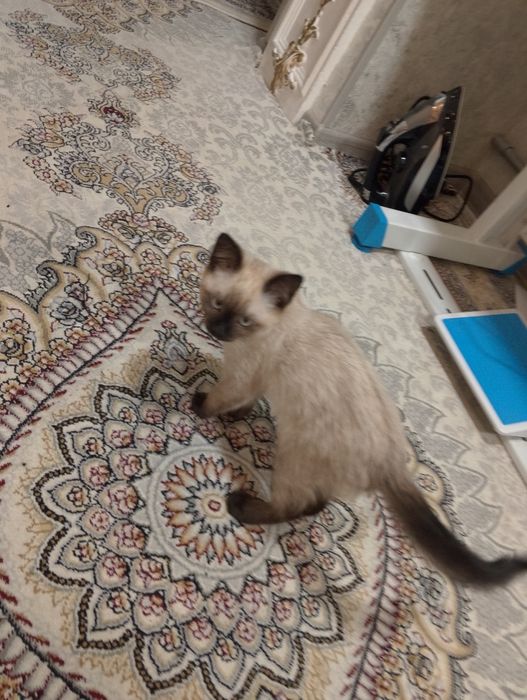 Sima mushugi 3 oylik