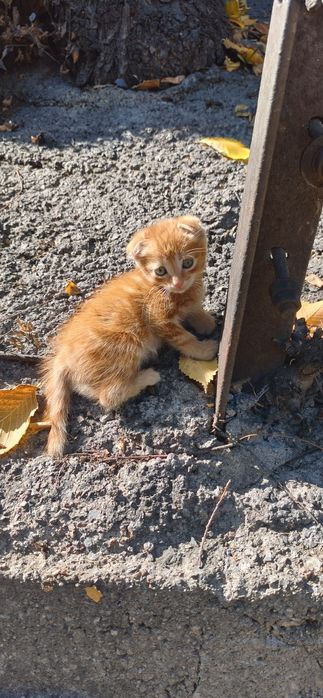 Отдам котят в хорошие руки