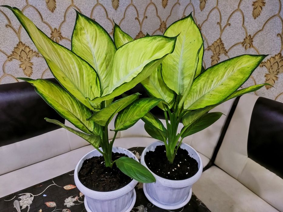 Растения!! Доставка