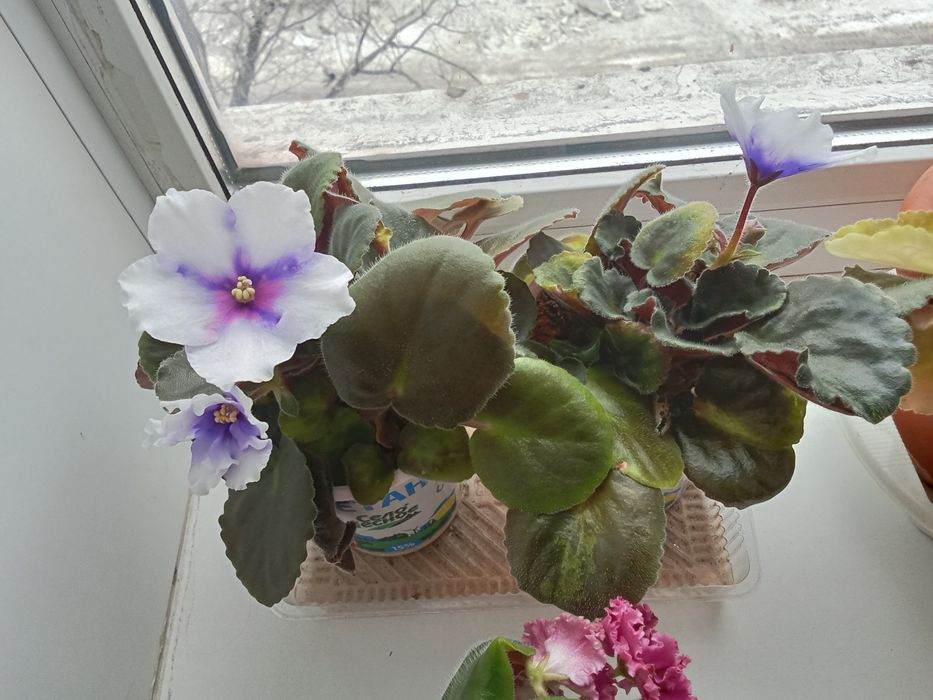 Фиалки комнатные