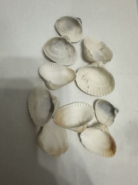 Ракушки для рукоделии