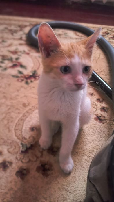 Отдам котенка ,огонек