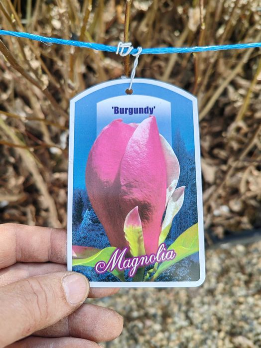 Magnolia la ghiveci nu