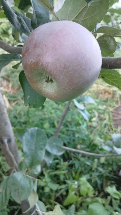 Продам дачу  2 данная на право