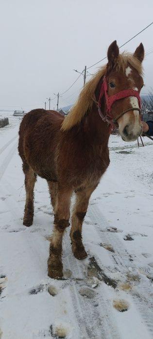 Manz de vanzare  Pancota Arad