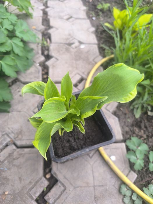 Продам хосту Уии