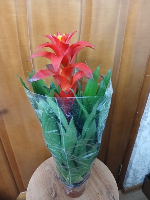 Антуриум комнатные цветы