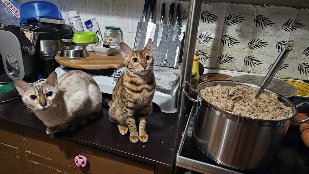 Нужен кот на вязку, Бенгал!