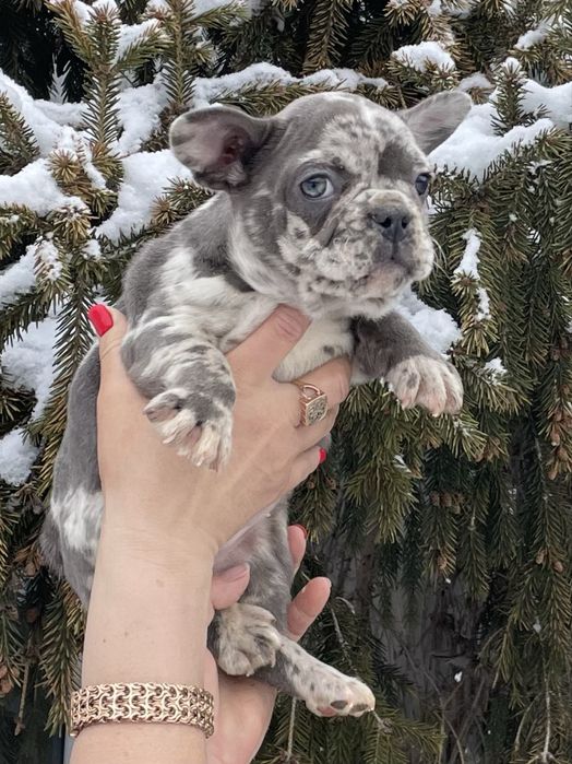 Щенки французского бульдога мерле