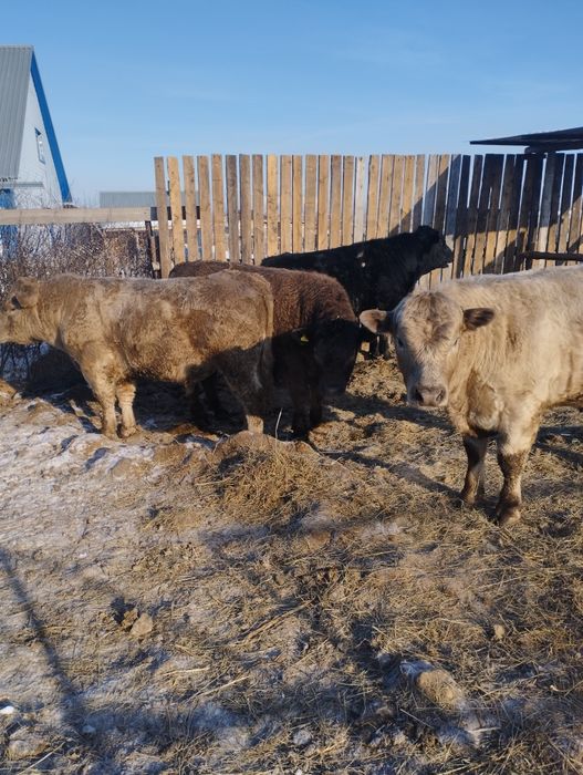 Ауликоль. Ангус на племя.