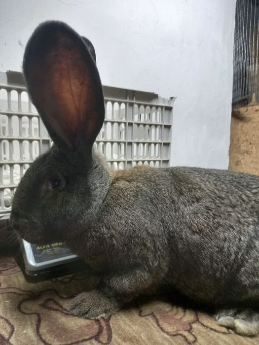 Продам кролики фландер