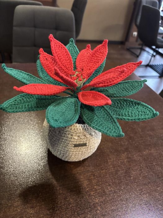 Коледна звезда в саксия