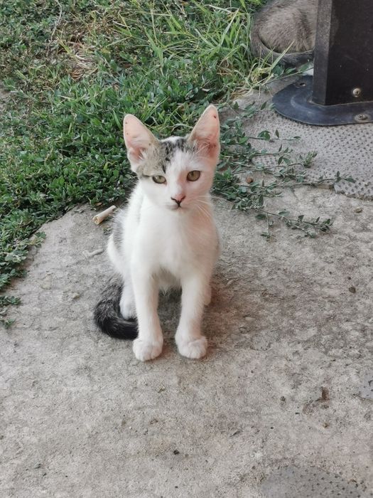 Pisici 8 săptămâni
