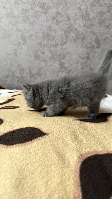Котята отличной вязки ХайленаФолда и СкотишСтрайт
