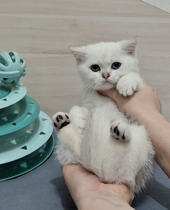 Котята серебристые шиншиллы