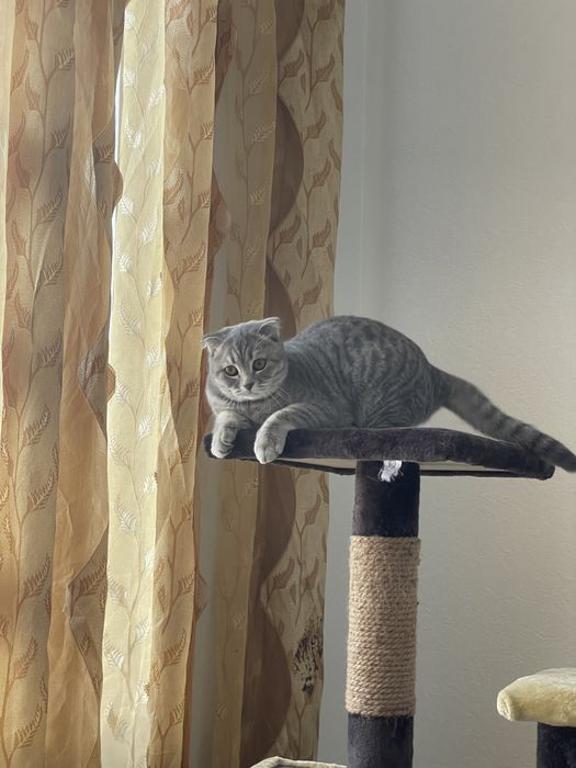 Продам котёнка