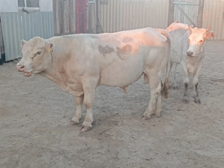 Бұзаулы сиырлар сатылады