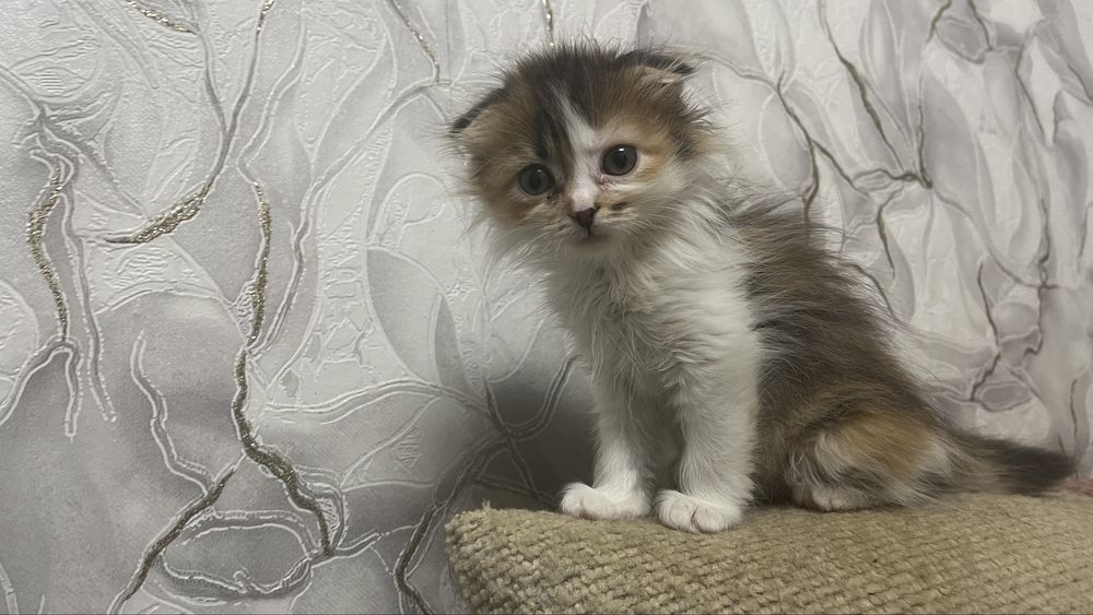 Отдам в хорошие руки