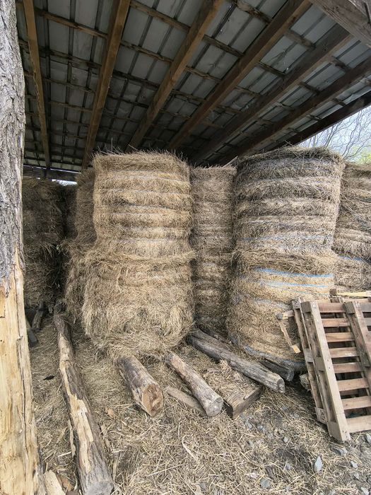 Vând baloti de fan 125/125