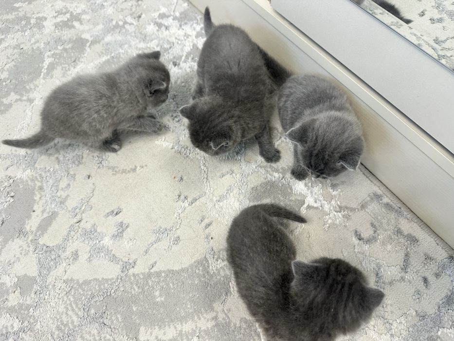 Скотиш фолд мушукчалар сотилади