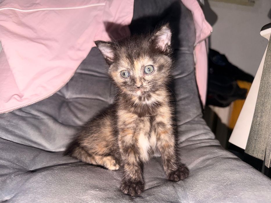 три котеночка в добрые руки