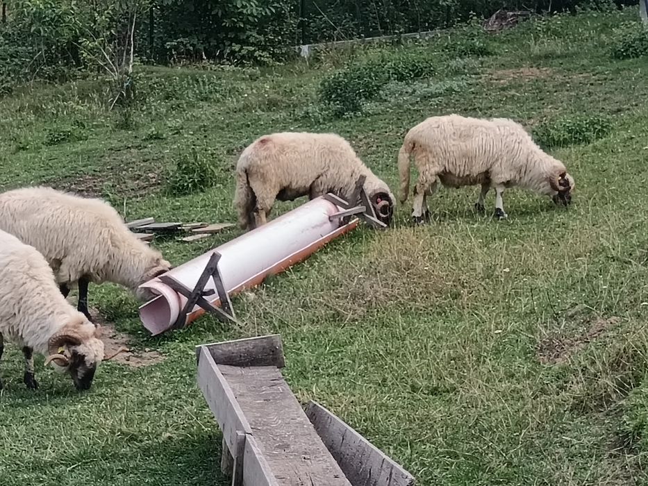 Vând berbeci bucălai de origine 2.Si 2 brezi,dau factura!