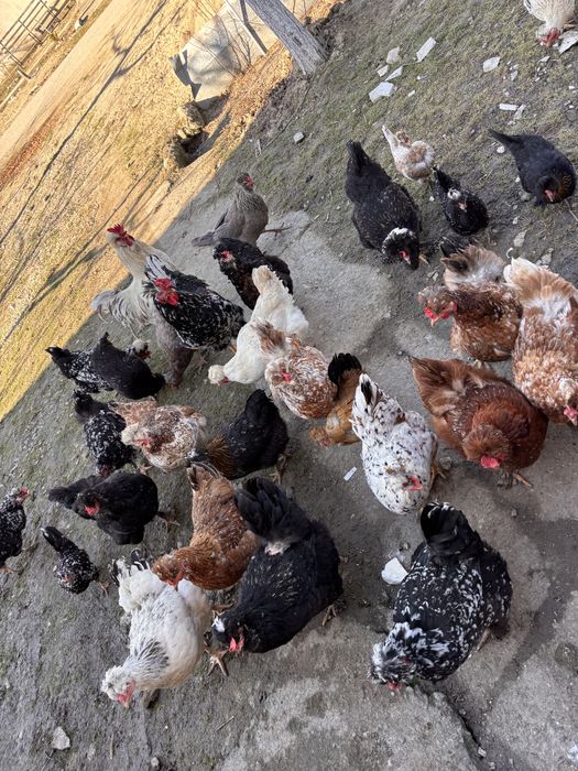 Oua de incubat de la   gaini motate