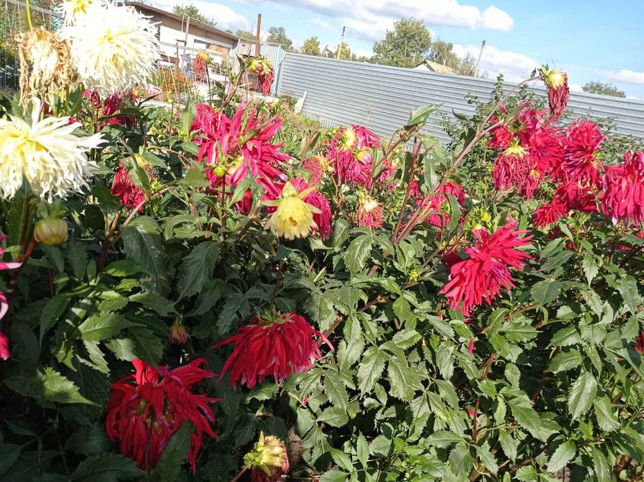 Продам Голанские георгины