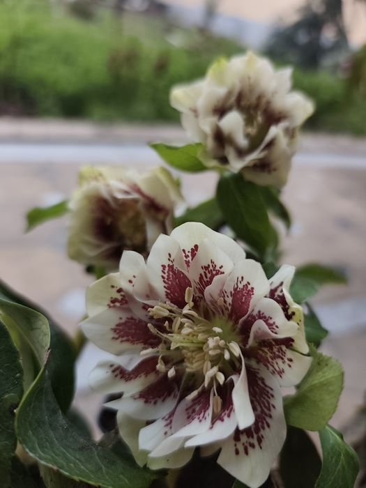 Персиковый махровый морозник