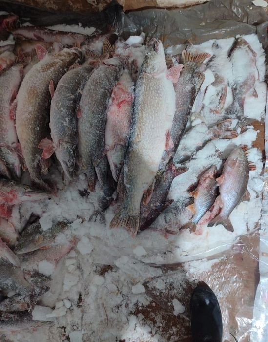 Свежая Щука речная с Торгая