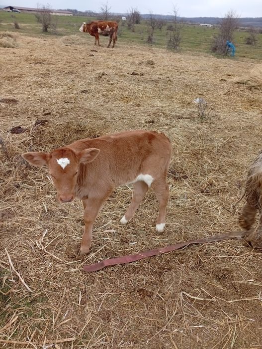 Vitea baltata 10 zile