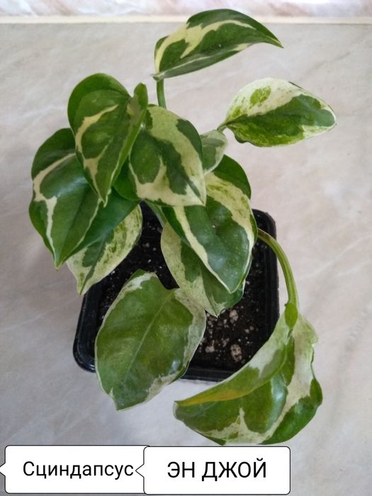 Продам Сциндапсус, Эпипремнум