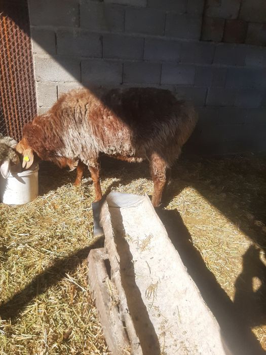 Қошқар сатылады . Продам кушкар