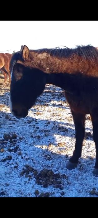 Биелер сатылады 6-7 жасар