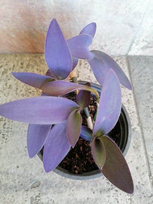 Цветя за продажба