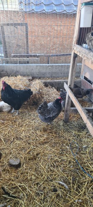 Vând Gaini Australop Albastru  și Playmonth Alb