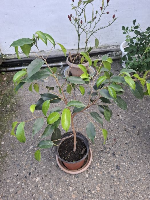 Продам красивый фикус