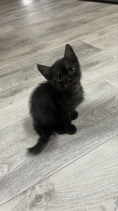 Котенок в добрые руки