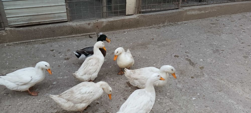 Vand rate romanesti tinere.