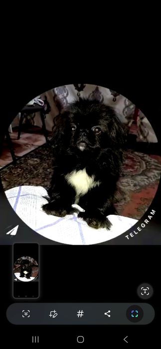 пропала собака пикинес