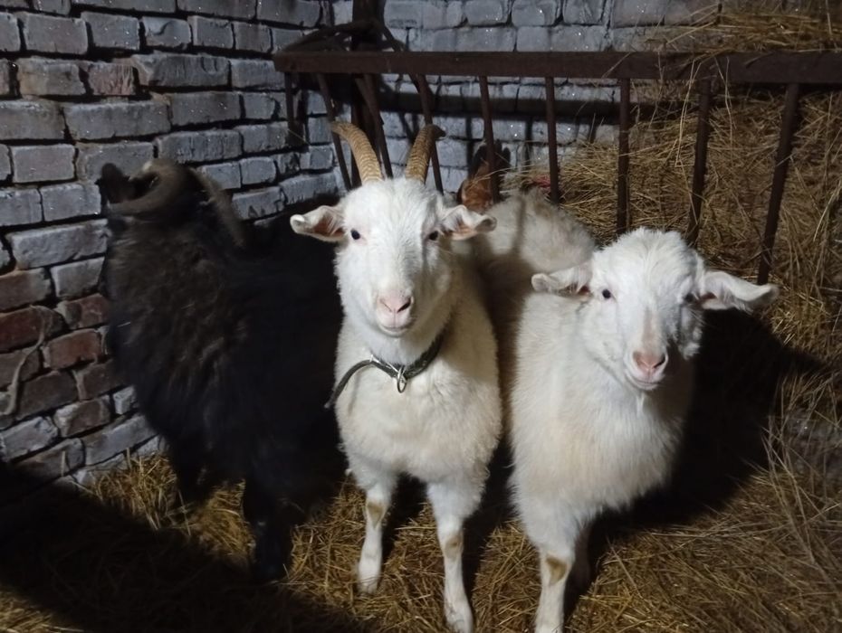 Пподам семью коз 100тыс