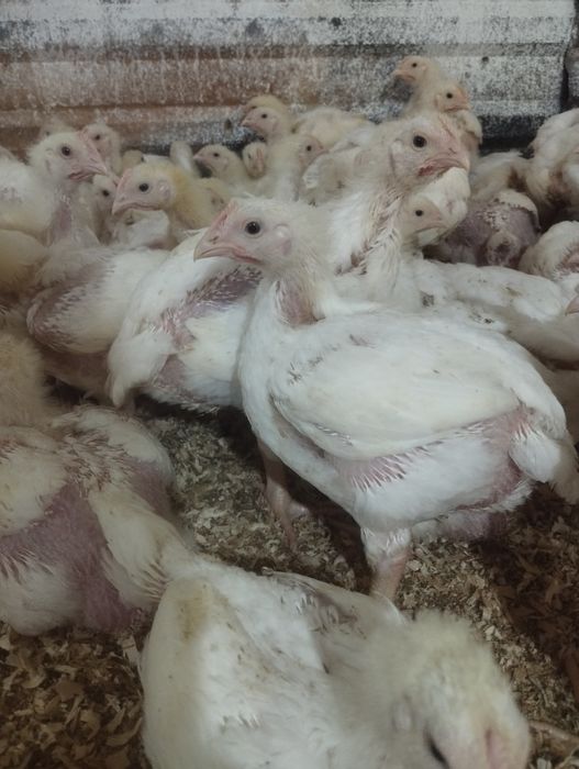 Бройлер подрощеный