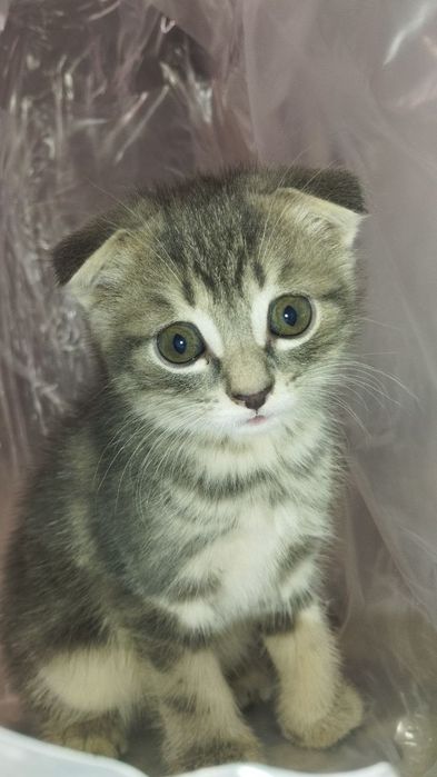 Scottish fold mushukchalar sotiladi