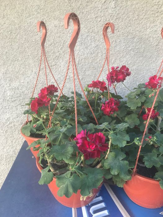 5 bucati de plante ghiveci muscate